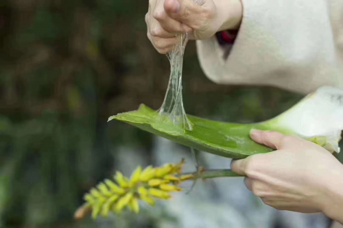 瑷露德玛芦荟生活馆：有机芦荟护肤加盟项目的新高度